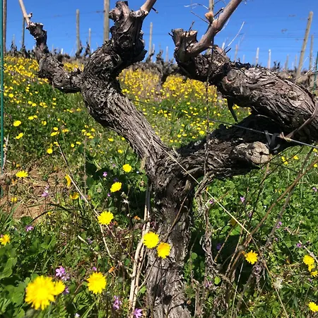 Spacieuse Le Clos Des Vignes Chavanay