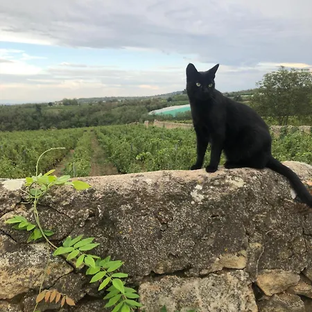 Spacieuse Le Clos Des Vignes Chavanay